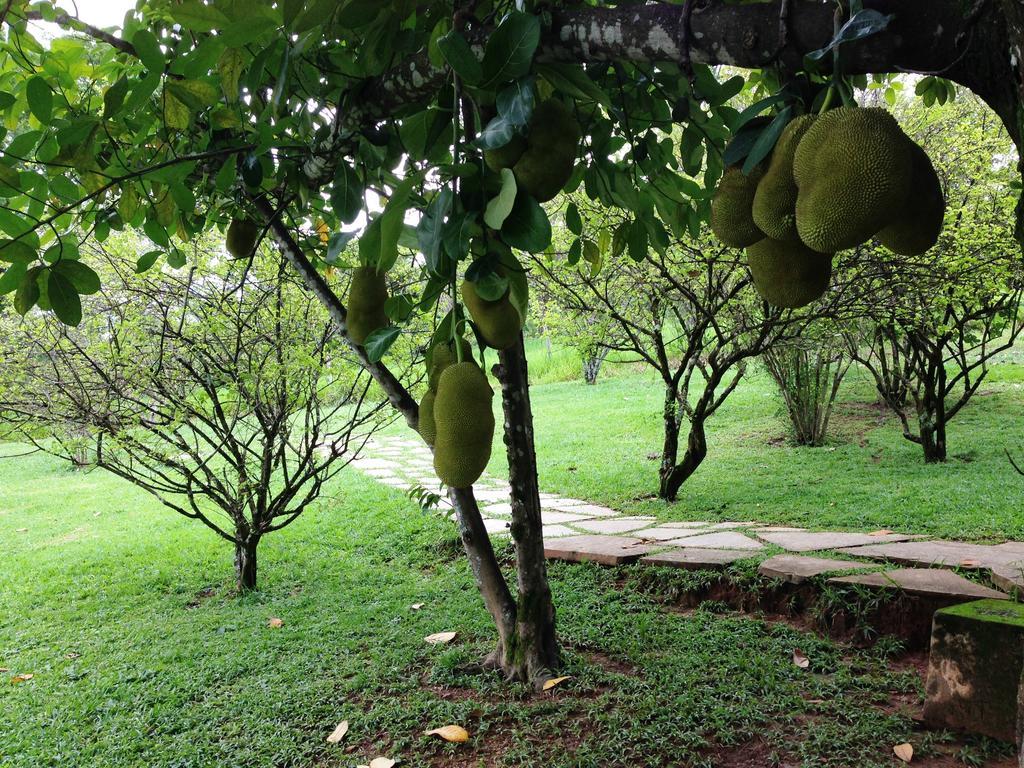 Pirenópolis Aguas Vivas Hotel Fazenda المظهر الخارجي الصورة