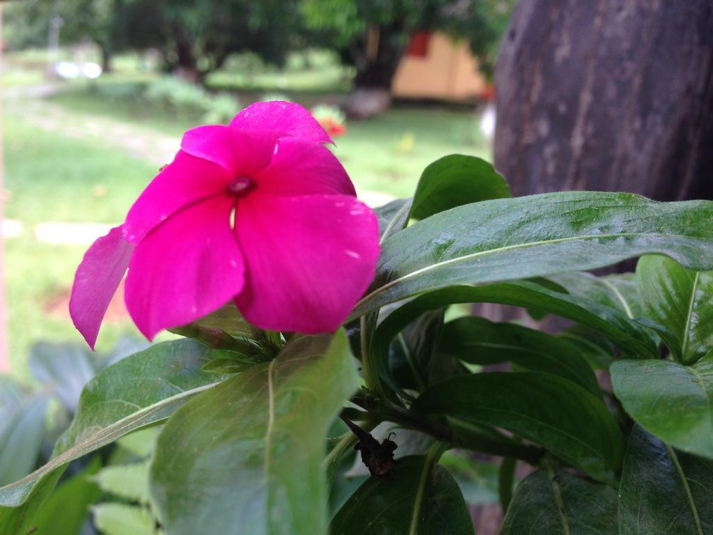 Pirenópolis Aguas Vivas Hotel Fazenda المظهر الخارجي الصورة